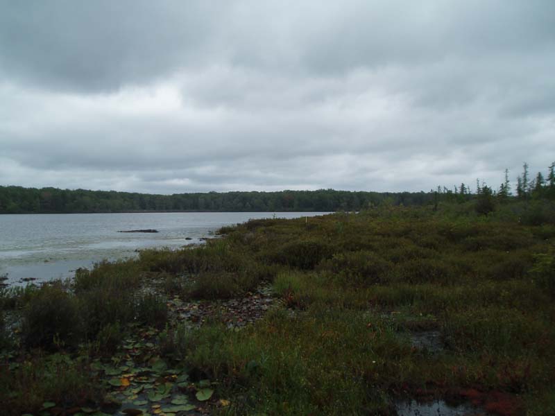 Leatherleaf - Bog Rosemary Wetland